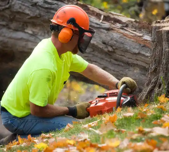 tree services North Falmouth